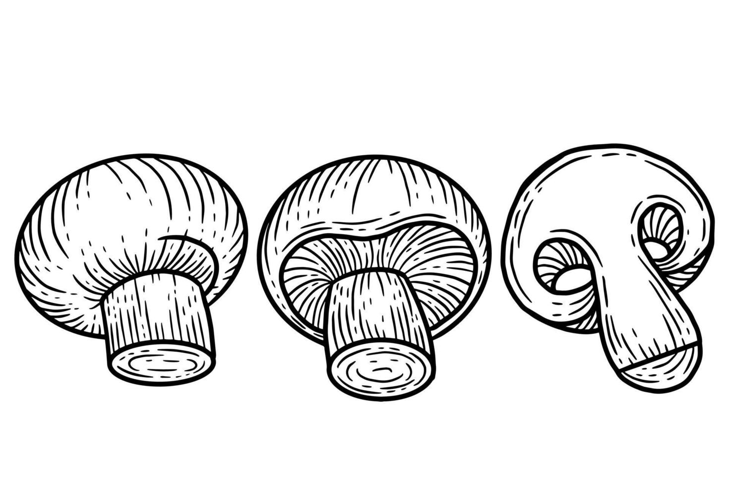 Set Mushroom healthy food engraved Hand Drawn Outline illustration vector