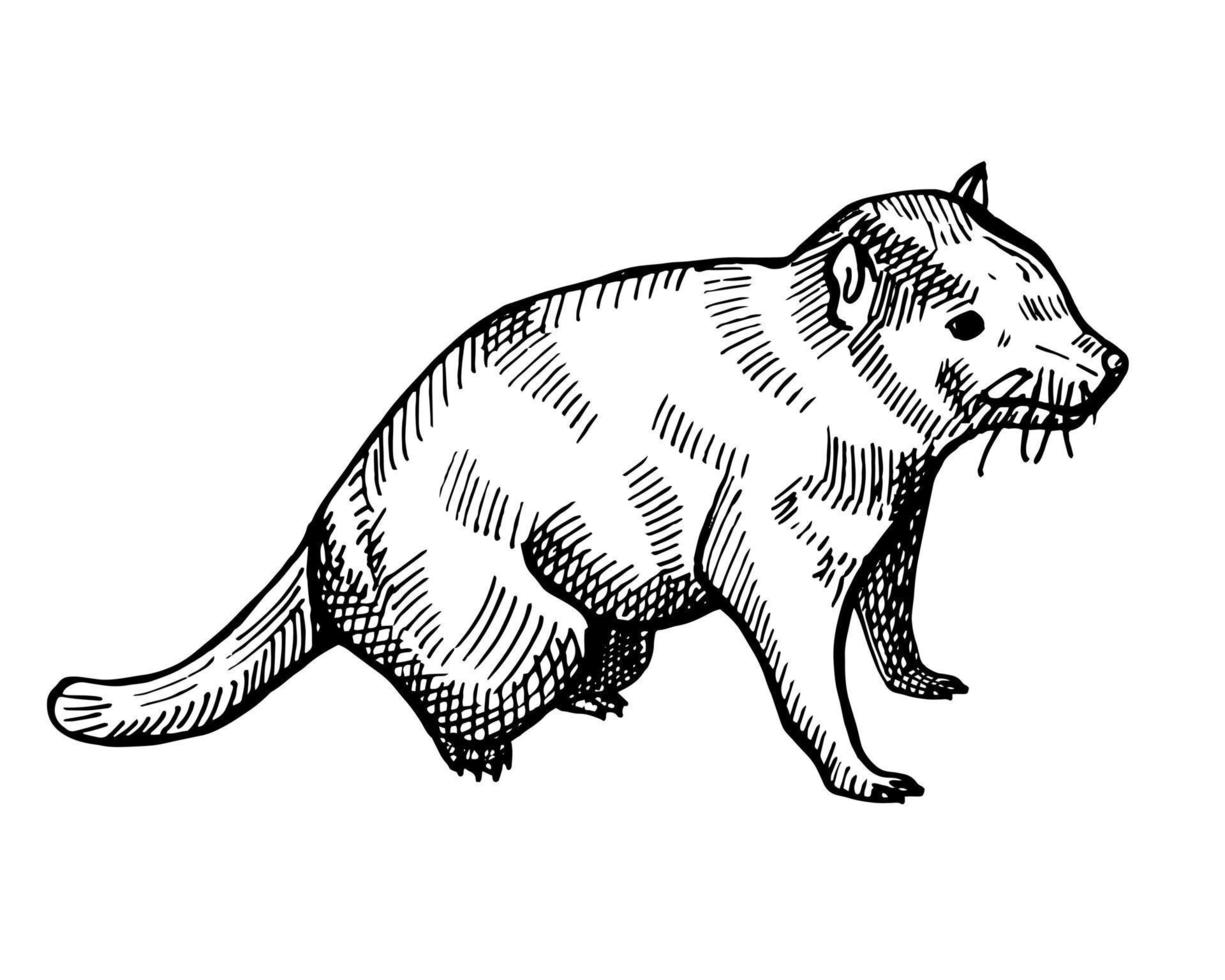 Vintage illustration of tasmanian devil on isolated white background. Vector illustration animal from Australian.