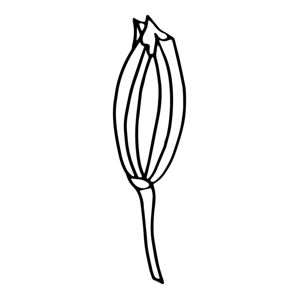 Doodle Lily. Elements of Lily leaves and buds. Hand drawn line drawing. Flowers isolated on a white background. For making a bouquet, for wedding invitations. Summer flowers. Vector