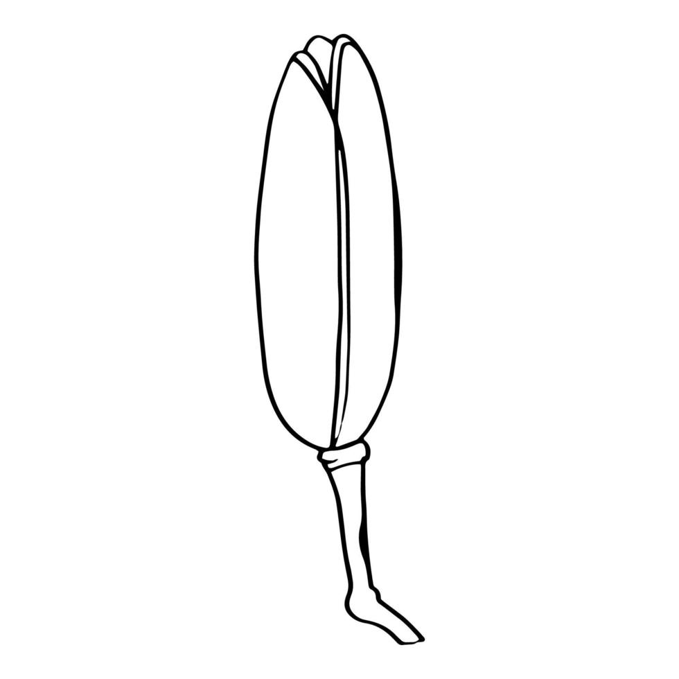 Doodle Lily. Elements of Lily leaves and buds. Hand drawn line drawing. Flowers isolated on a white background. For making a bouquet, for wedding invitations. Summer flowers. Vector
