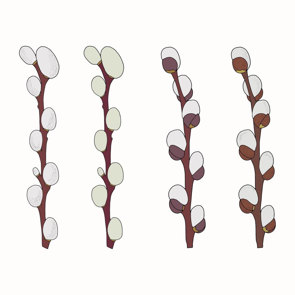 Willow branches . fluffy willow vector