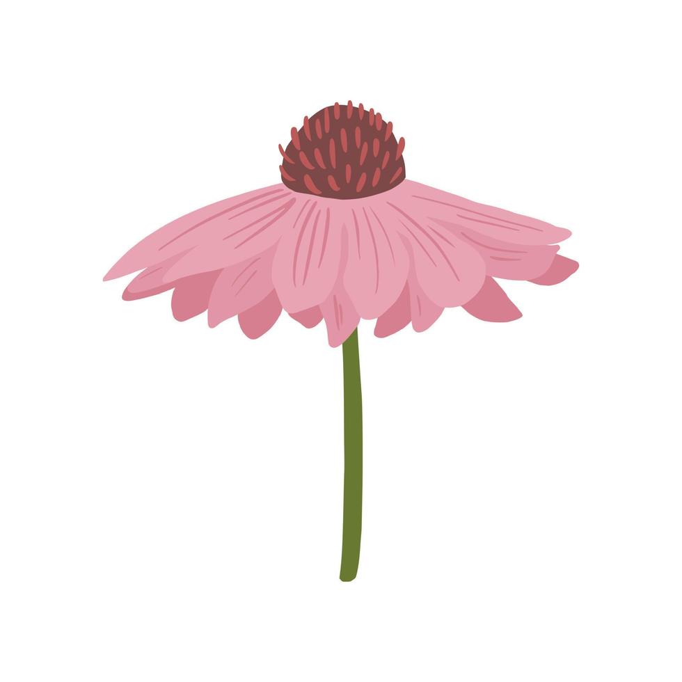 Gerbera pink closeup isolated on white background. Spring flower in doodle style for any purpose. vector