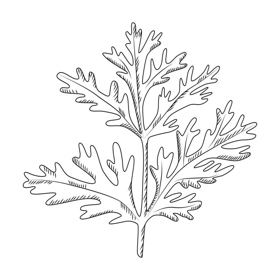 Wormwood isolated on white background. Wild plant in engraved style. vector