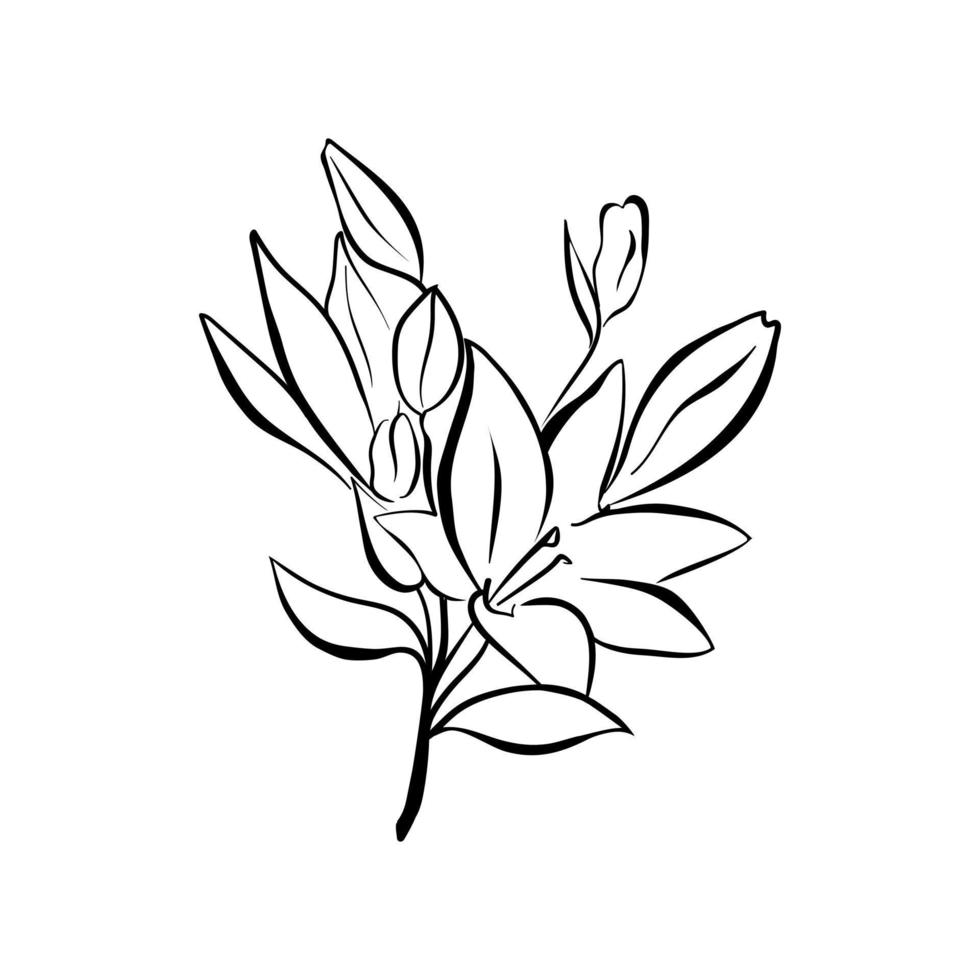 capullos y flores de inflorescencia de lirio, gráficos en blanco y negro. arte lineal. ilustración vectorial vector
