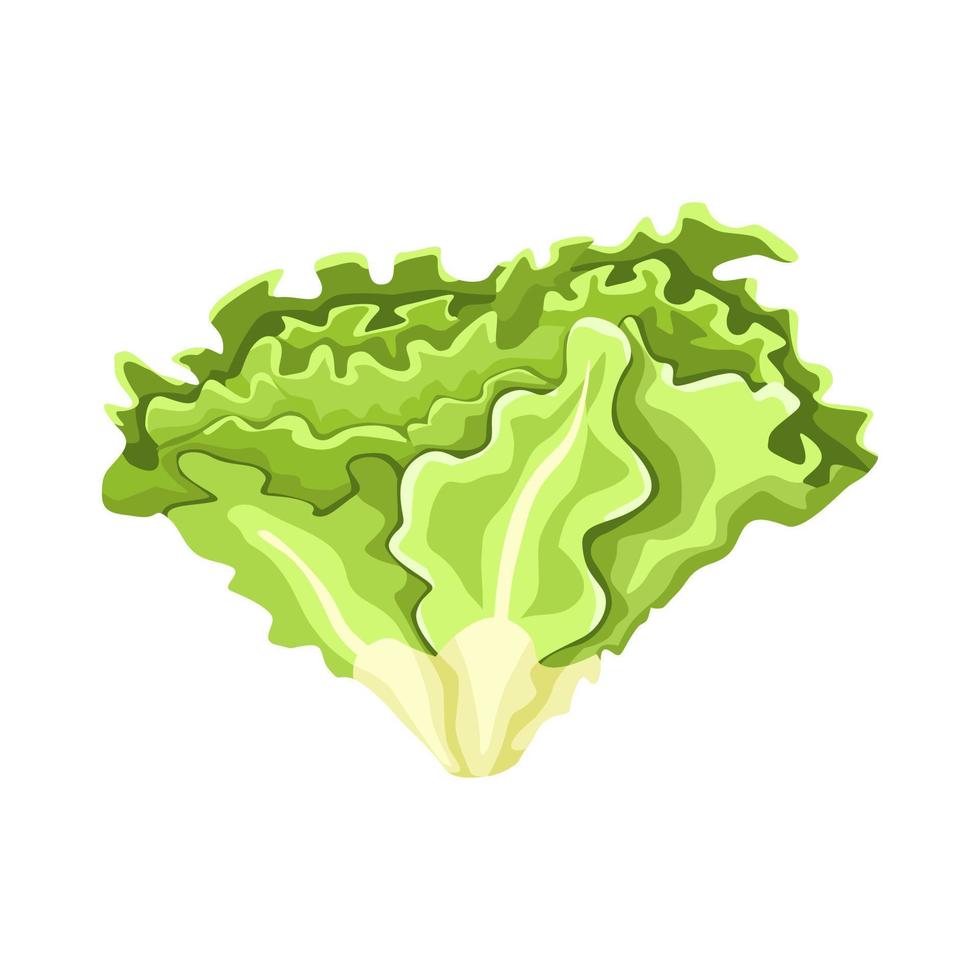 lechuga batavia aislada sobre fondo blanco. tipo ensalada de estilo plano. símbolo de agricultura para cualquier propósito. vector