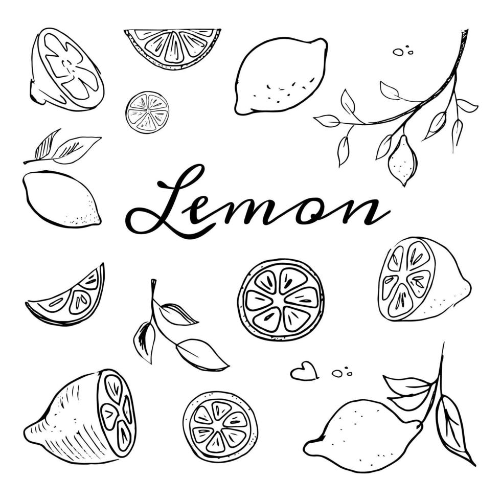 Hand drawn fruits lemon set vector illustration isolated on white background. Whole, parts, leaves and brunches sketch style collection