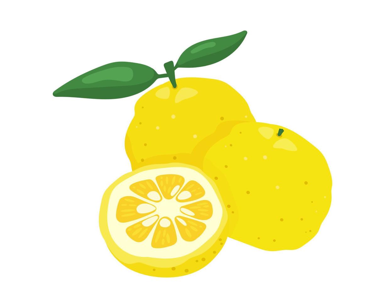 Yuzu japanese citron fruit vector illustration isolated on white background.