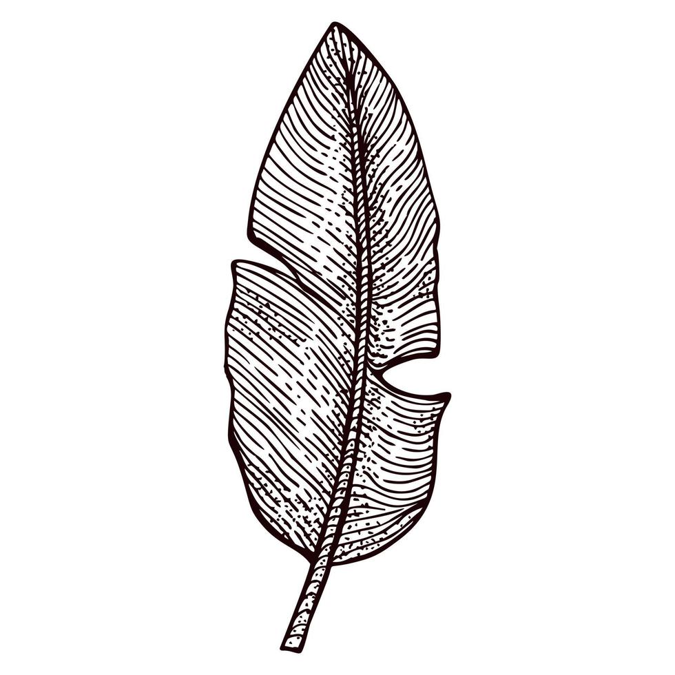 Engraved banana leaf isolated. Retro element tropical plants in hand drawn style. vector
