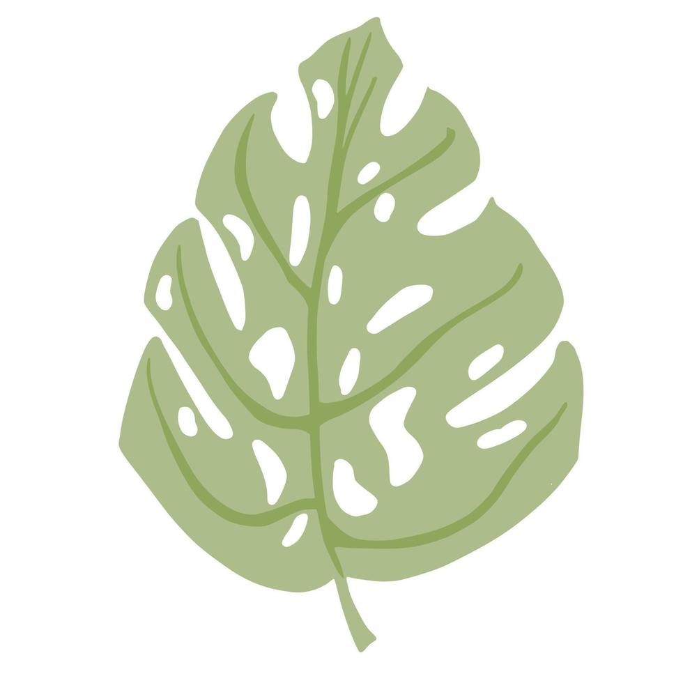Tropical monstera leaf isolated on white background. Abstract botanical element green color. Sketch in style doodle. vector