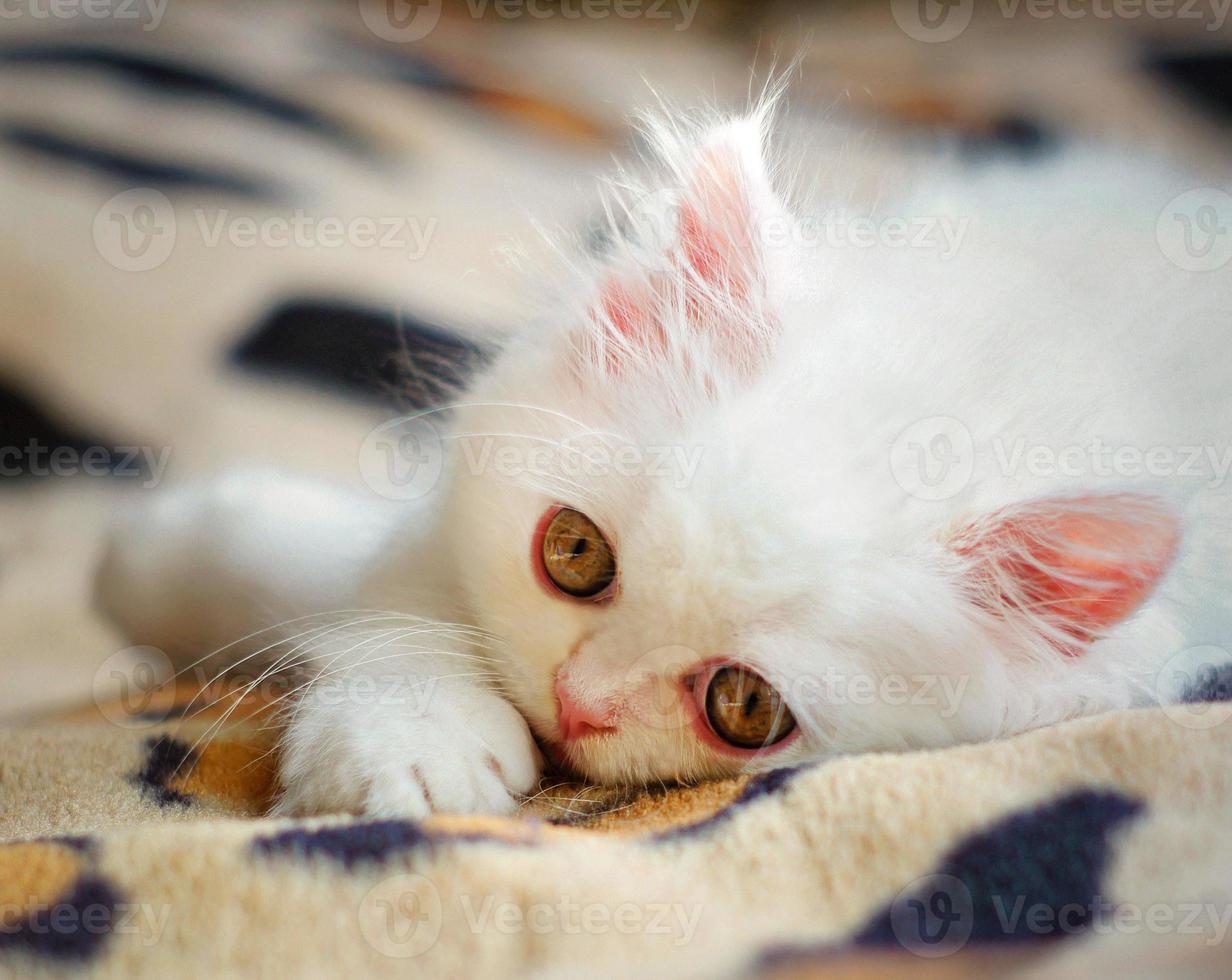 white kitten lying in bed photo