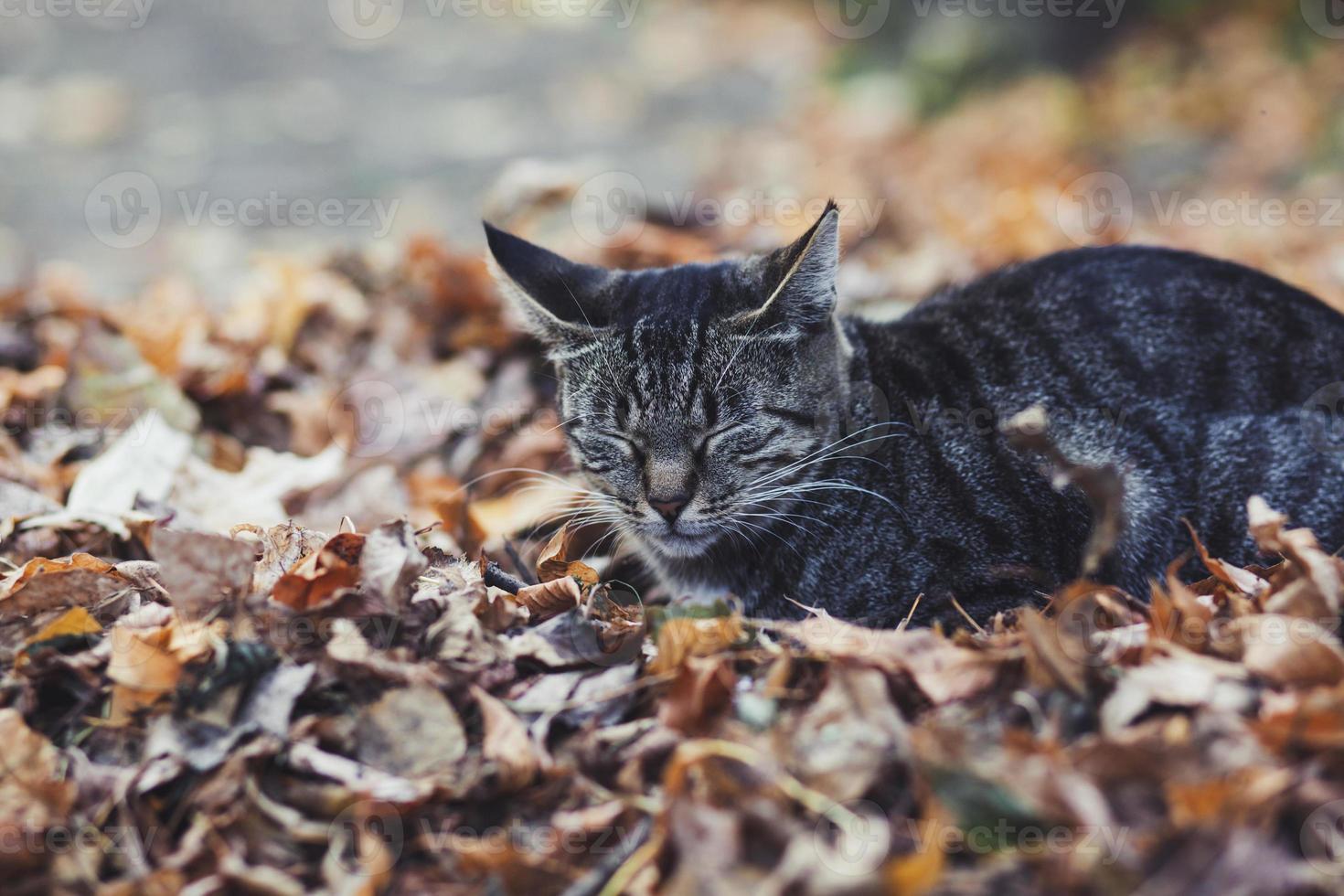 gato callejero durmiendo foto