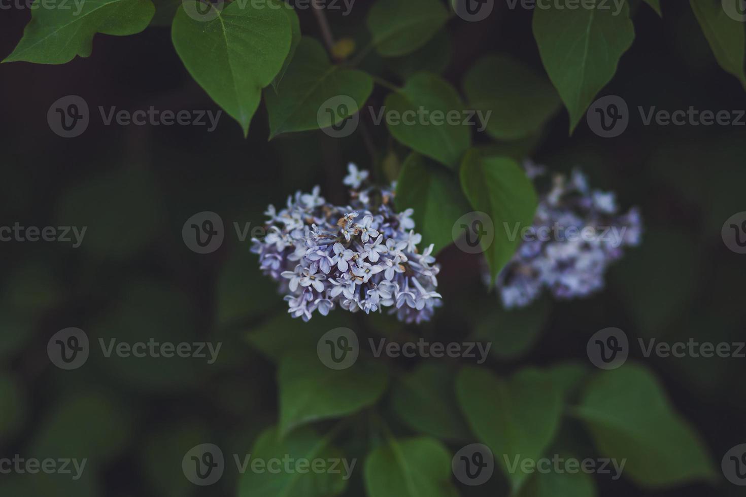 Blooming lilacs. blooming photo