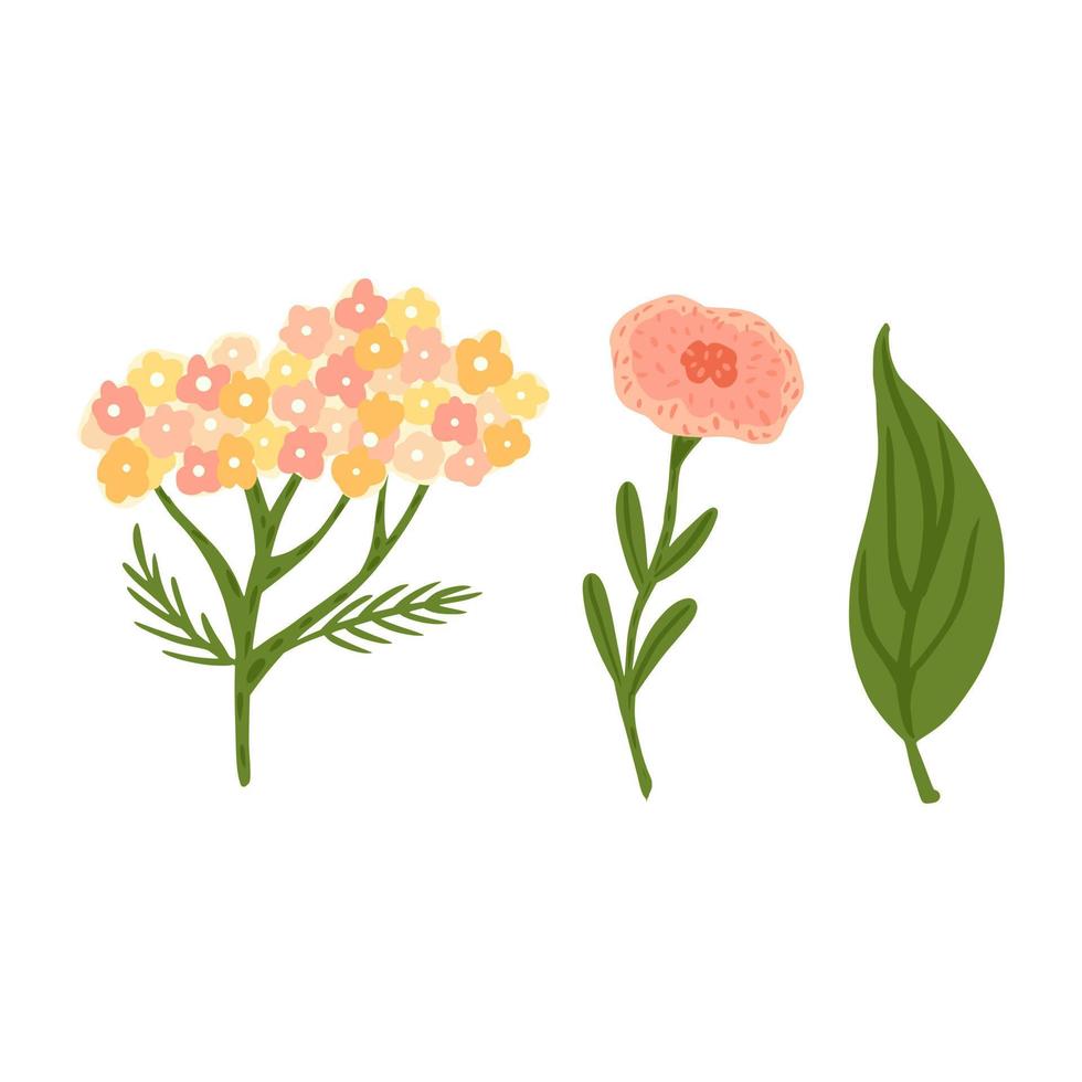 conjunto de flores y follaje sobre fondo blanco. boceto botánico abstracto milenrama, amapola y hoja dibujadas a mano en estilo garabato. vector