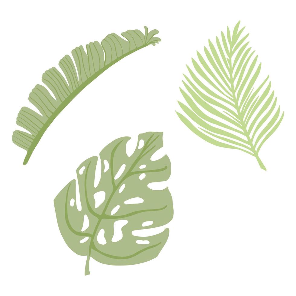 establecer hojas tropicales aisladas sobre fondo blanco. elemento botánico abstracto monstera, plátano, color verde palma. bosquejo en estilo garabato. vector