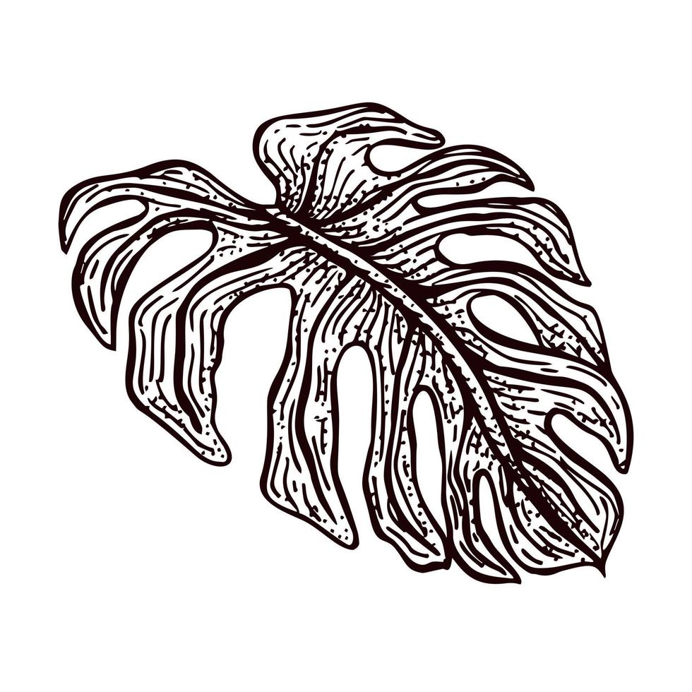 Engraved monster leaf isolated. Retro element tropical plants in hand drawn style. vector