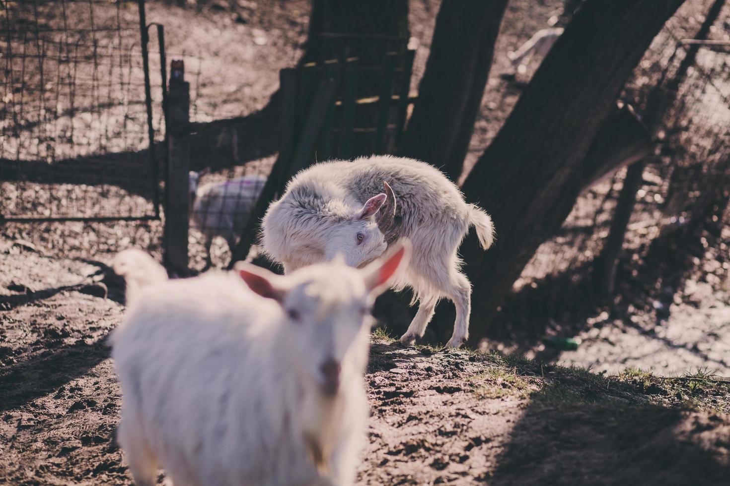 funny horned goat photo