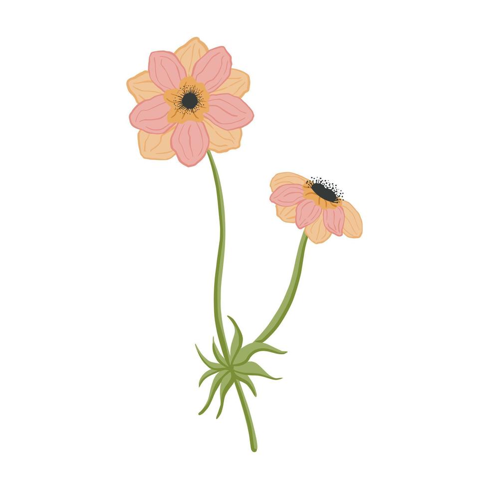 Beautiful stem anemone isolated on white background. Spring flower pink in doodle style for any purpose. vector