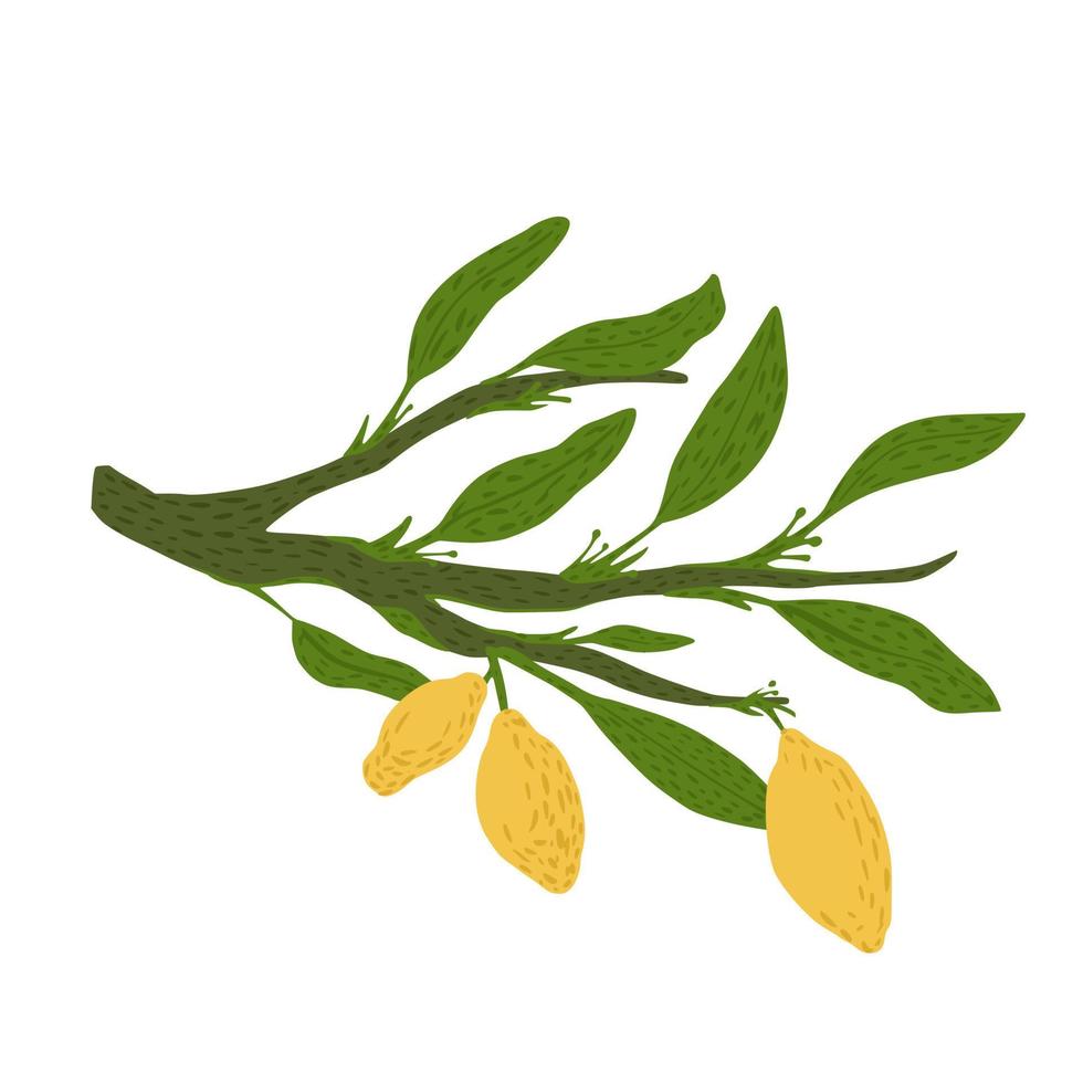 Twig with foliage and lemon isolated on white background. Abstract botanical sketch hand drawn in style doodle. vector