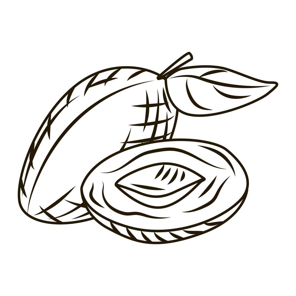 Plum in engraved style isolated on white background. Vintage sketch outline fruit close up. vector