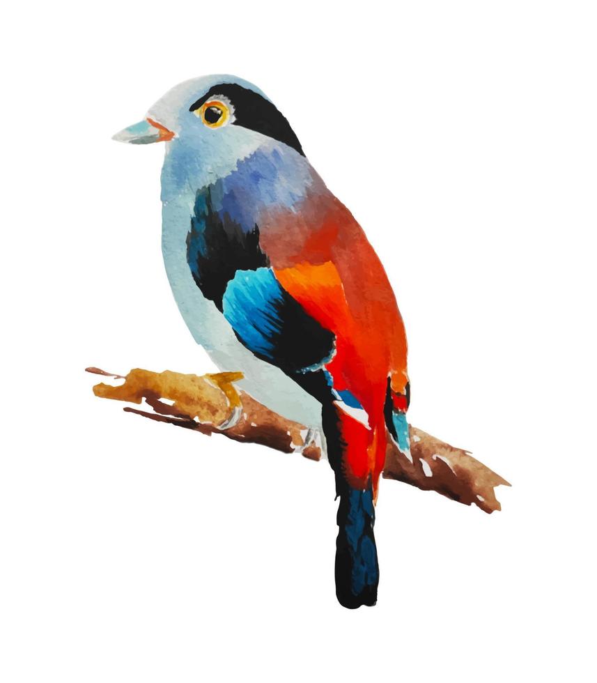 Colorful bird watercolor painting isolated on white vector illustration.