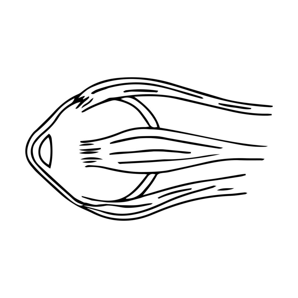 globo ocular aislado sobre fondo blanco. anatomía humana en estilo garabato. vector
