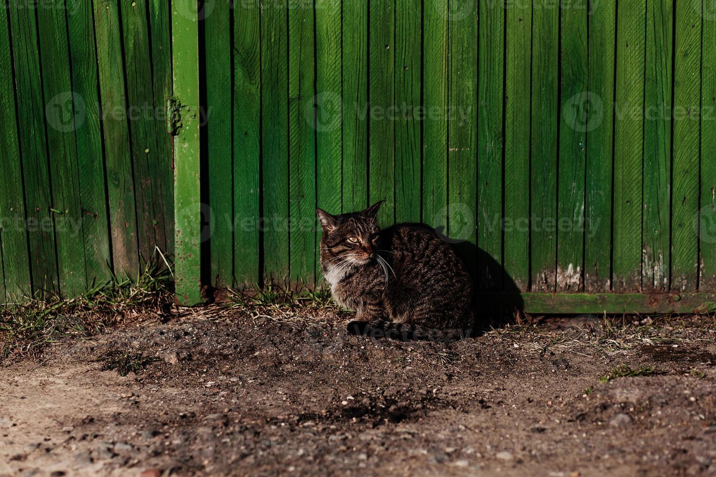 domestic cat near old wooden fence photo