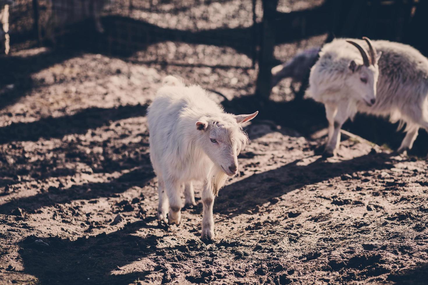 goat with fluffy fur walks photo