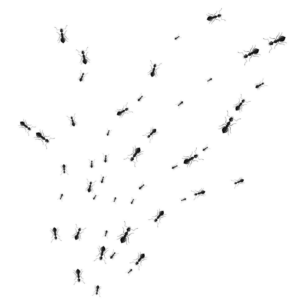 Various sizes ants walking trail different directions isolated on a white background. A line of ant column marching. vector