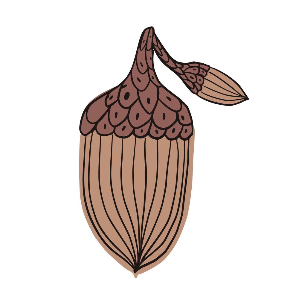 Cartoon acorn brown isolated on white background. Design oak seedlings in doodle style for any purpose. vector