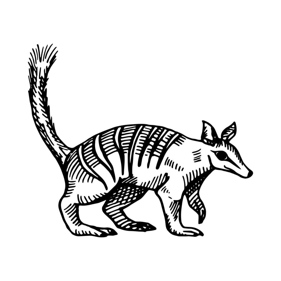 Vintage illustration of numbat on isolated white background. Vector sketch animal from Australian.