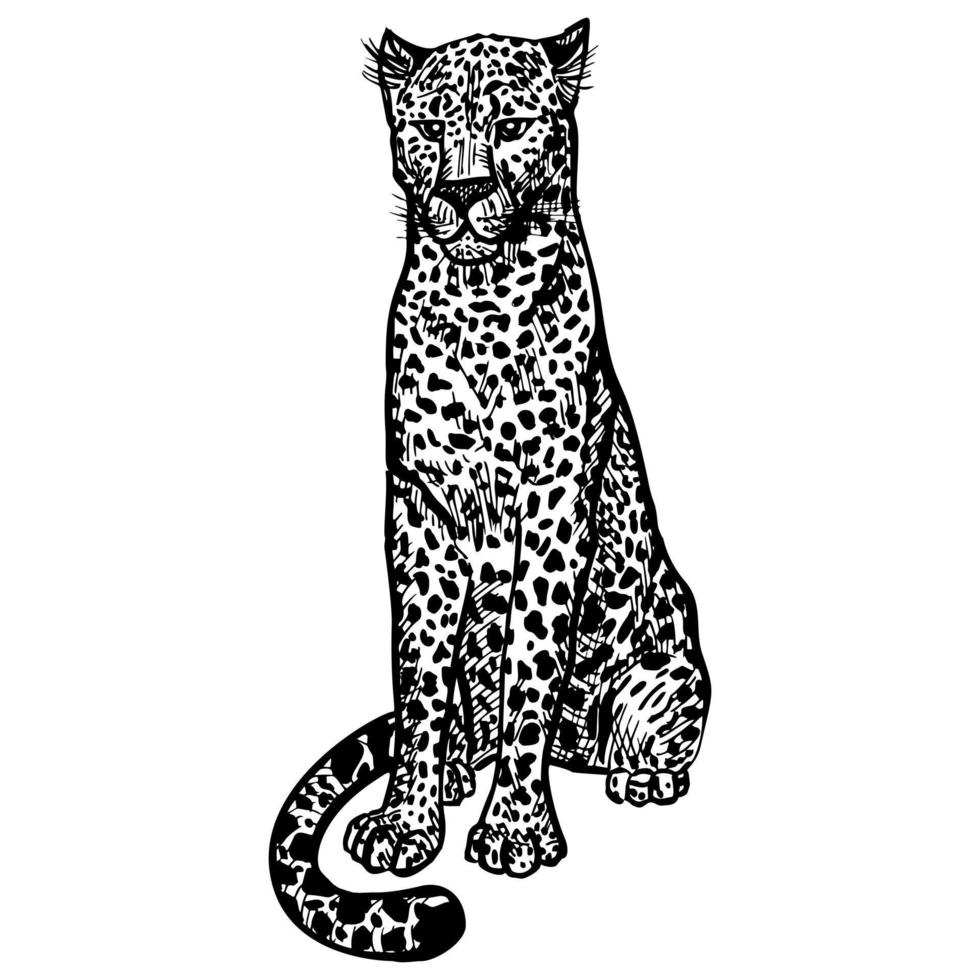 leopardo en estilo grabado aislado sobre fondo blanco. animal sentado de vida silvestre dibujado a mano. vector