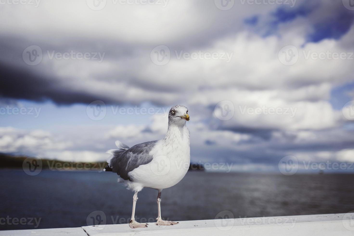 Sea gull standing on his feet photo