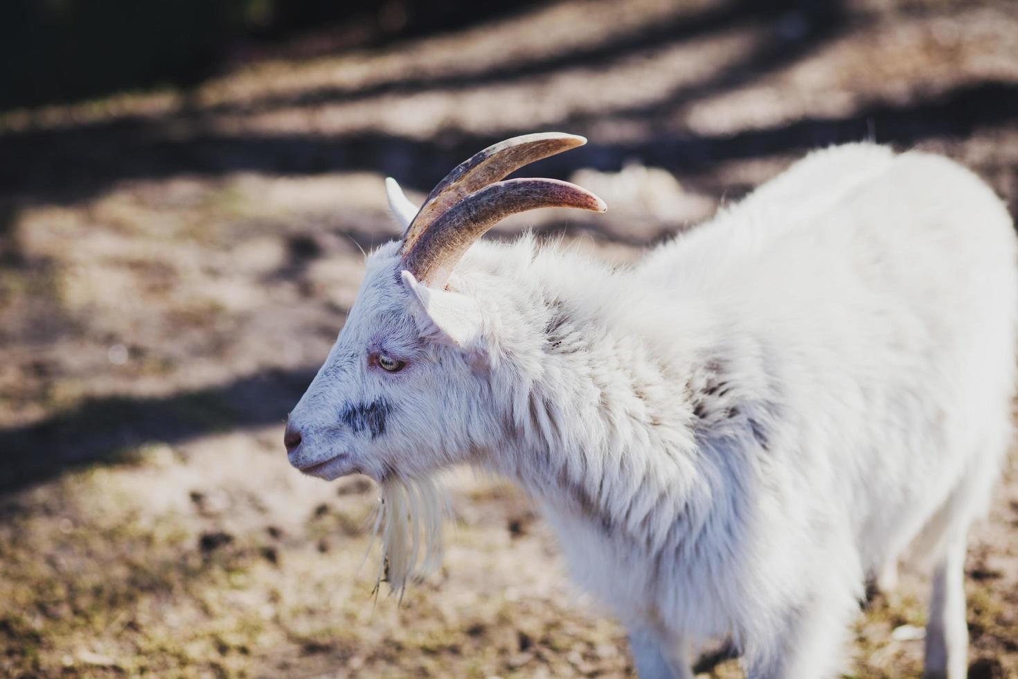 goat in the pasture photo