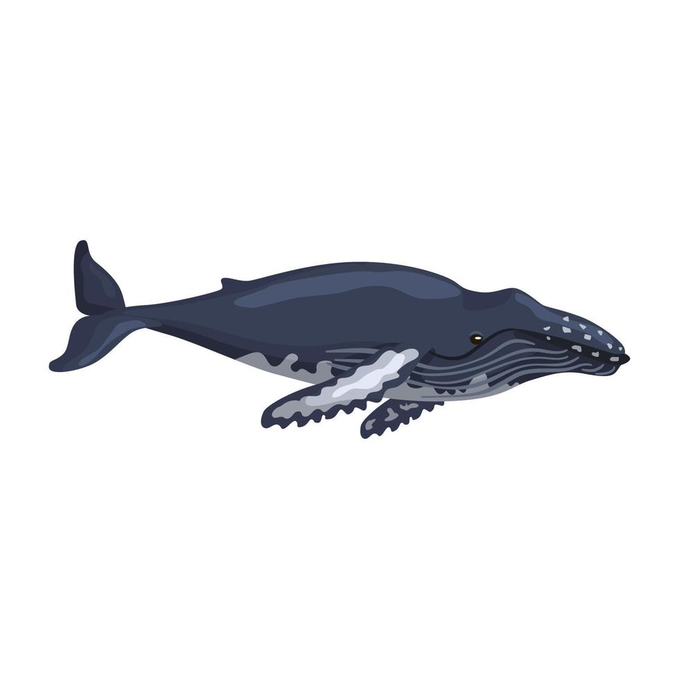 ballena jorobada aislada sobre fondo blanco. personaje de dibujos animados del océano para niños. impresión simple con mamífero marino. vector