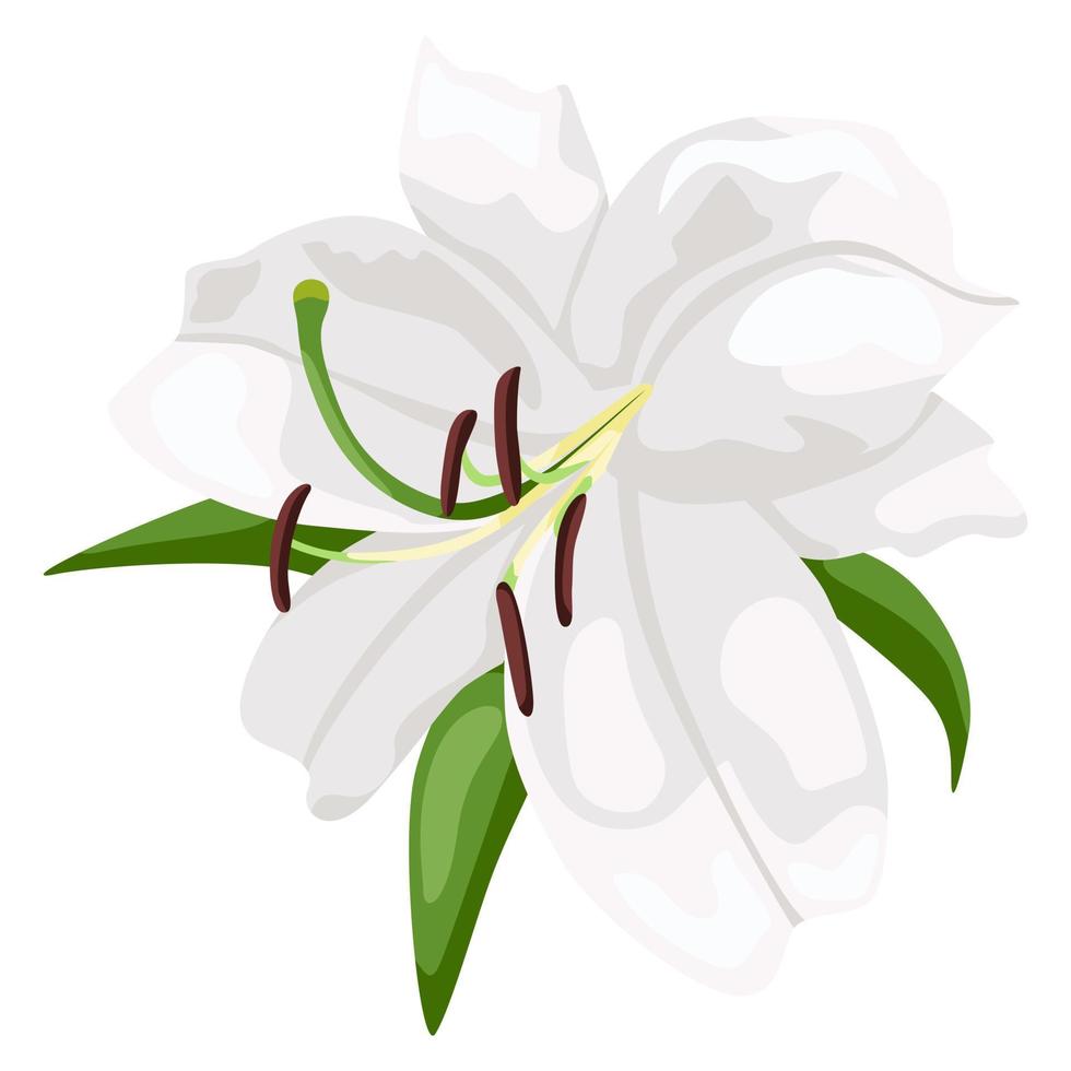 White lily isolated on white background. Beautiful wedding flower. vector