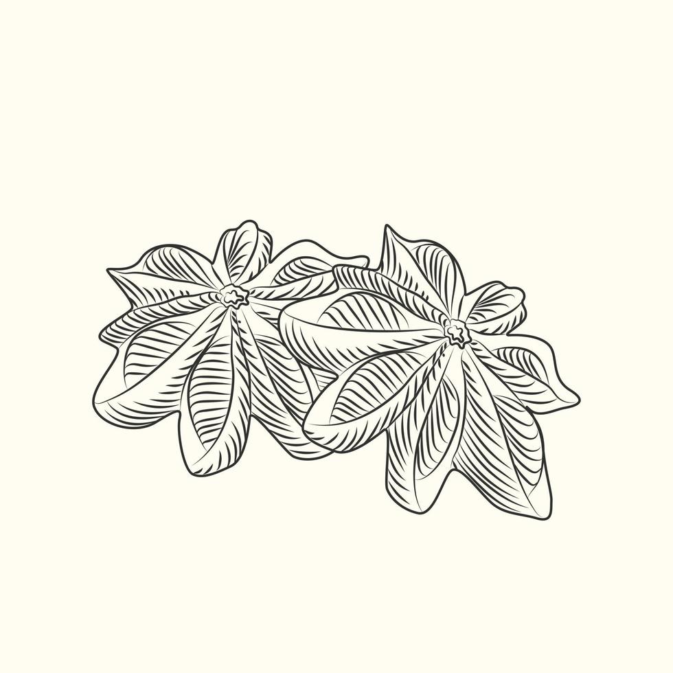 Hand drawn badian . Dry anise isolated on background. vector