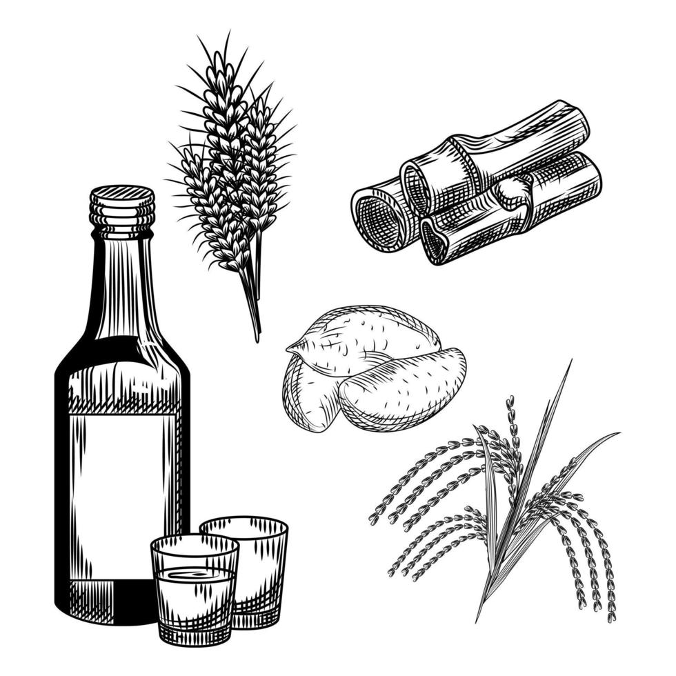 Set of soju. Korean traditional alcohol drink. Wheat, sweet potato, rice, bamboo stalk, shot glass, bottle vodka. vector