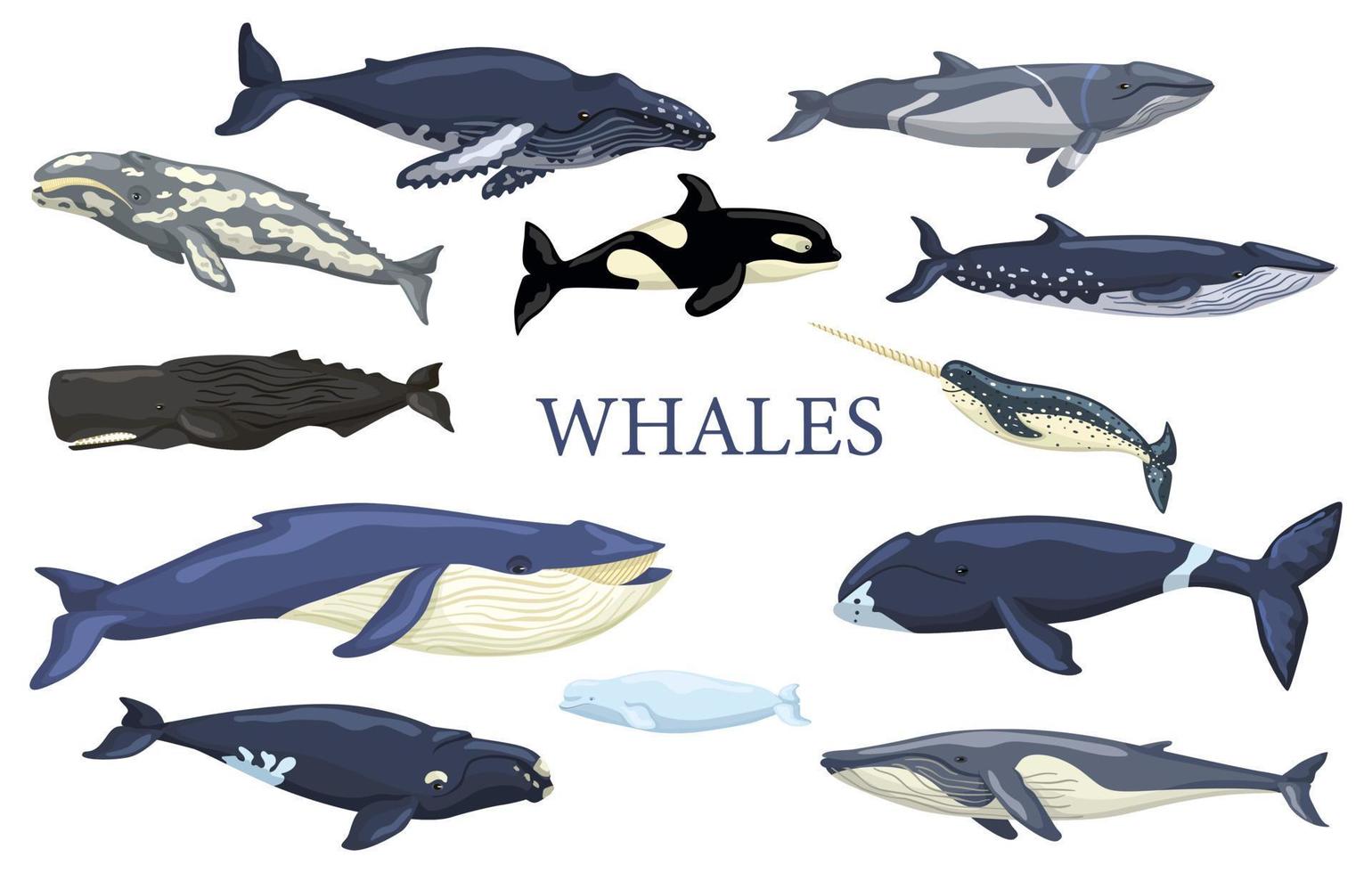 Set whales isolated on white background. Collection ocean animals vector
