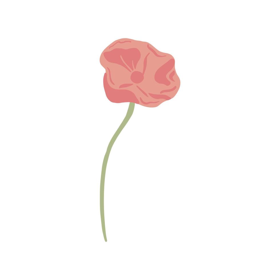 Poppy with stem isolated on white background. Sketch spring flower pink. Beautiful summer plant in doodle style. vector