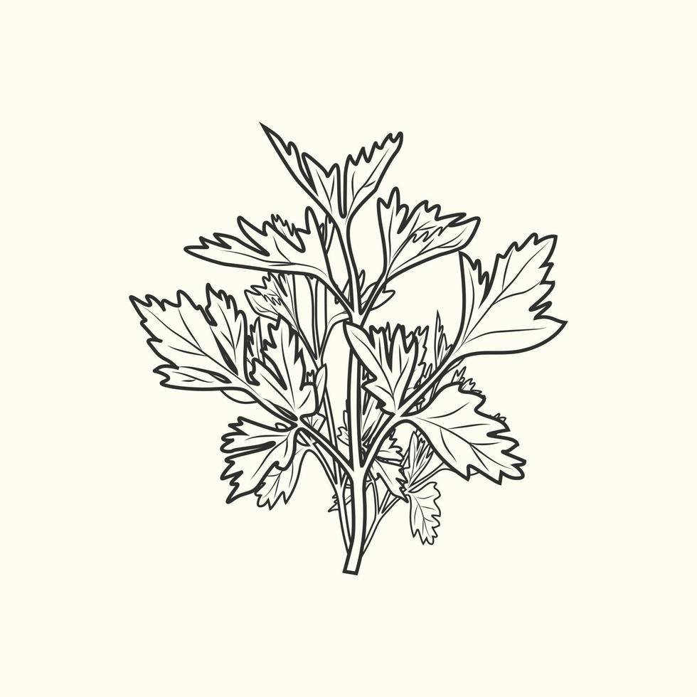 Parsley sketch isolated. Monochrome food ingredient. Vintage hand drawn engraved style. vector