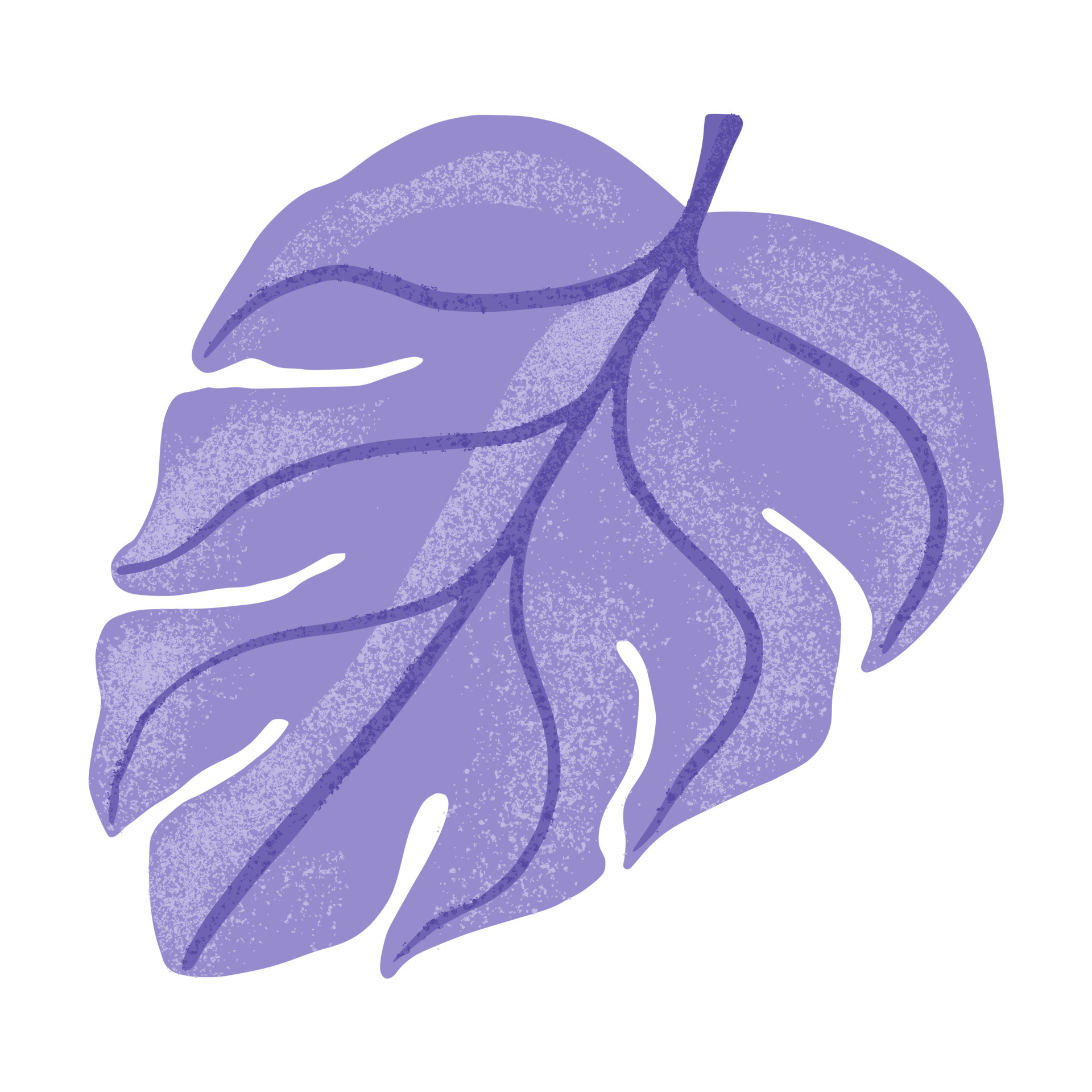 Decorative leaf monstera on white background. Abstract sketch leaf purple  color. 5706277 Vector Art at Vecteezy