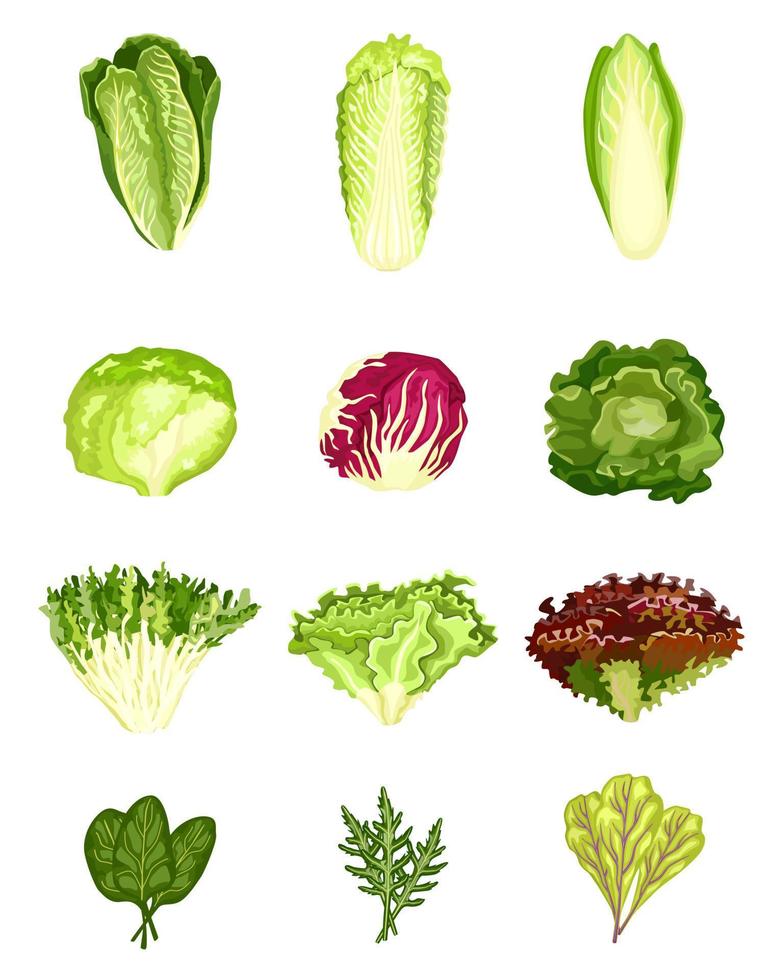 conjunto lechuga aislado sobre fondo blanco. ensaladas de diferentes tipos. vector