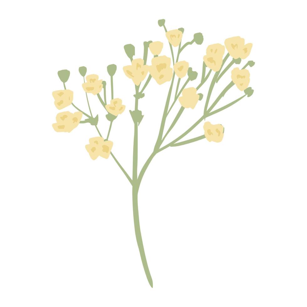 ramita de gypsophila aislada sobre fondo blanco. flor romántica dibujada a mano. gráfico moderno de plantas para cualquier propósito. vector