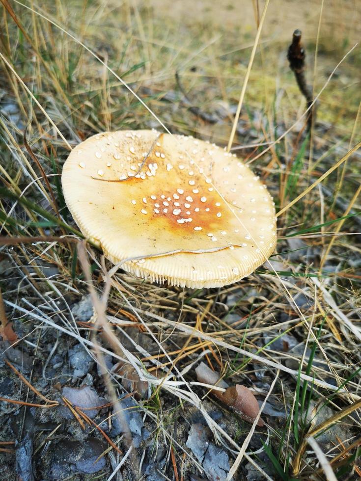 Mushroom in the spruce forest in the moss photo