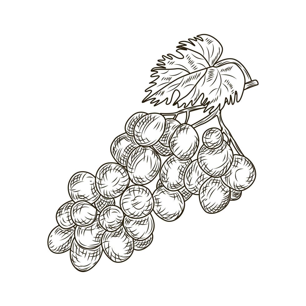 Grape in engraved style isolated on white background. Wine vine close up outline, leaves, berries. vector