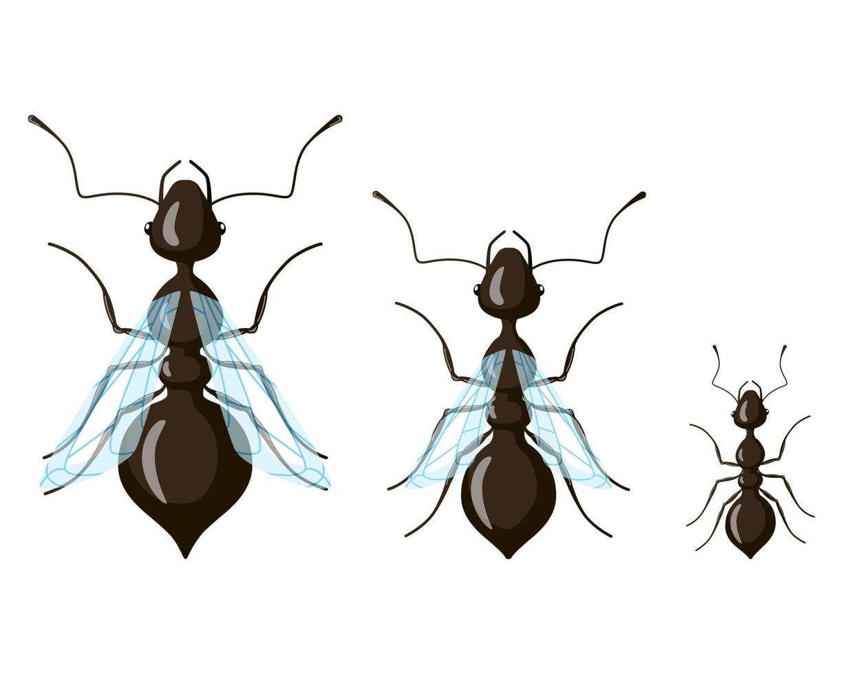 reina, macho, hormiga obrera aislada en fondo blanco. distribución de clases de insectos. vector