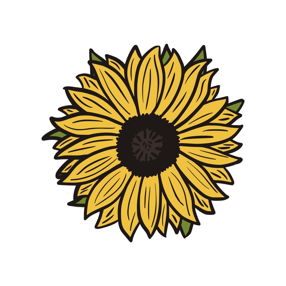 Sinflower with leaves isoleted on white background. Vintage sketch yellow flower. vector