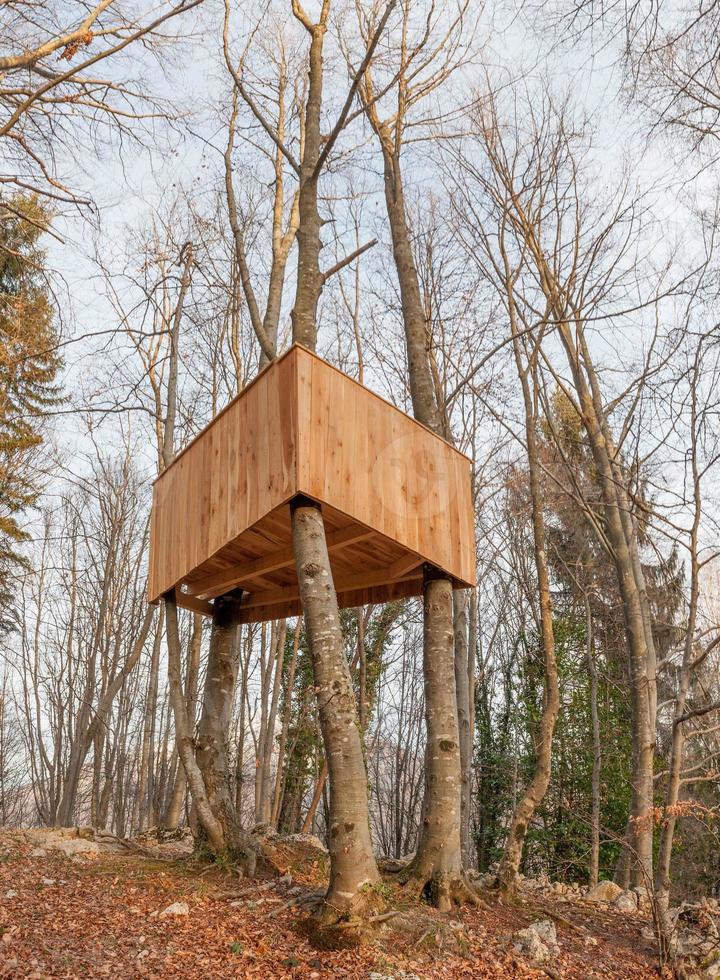 House built on tree photo