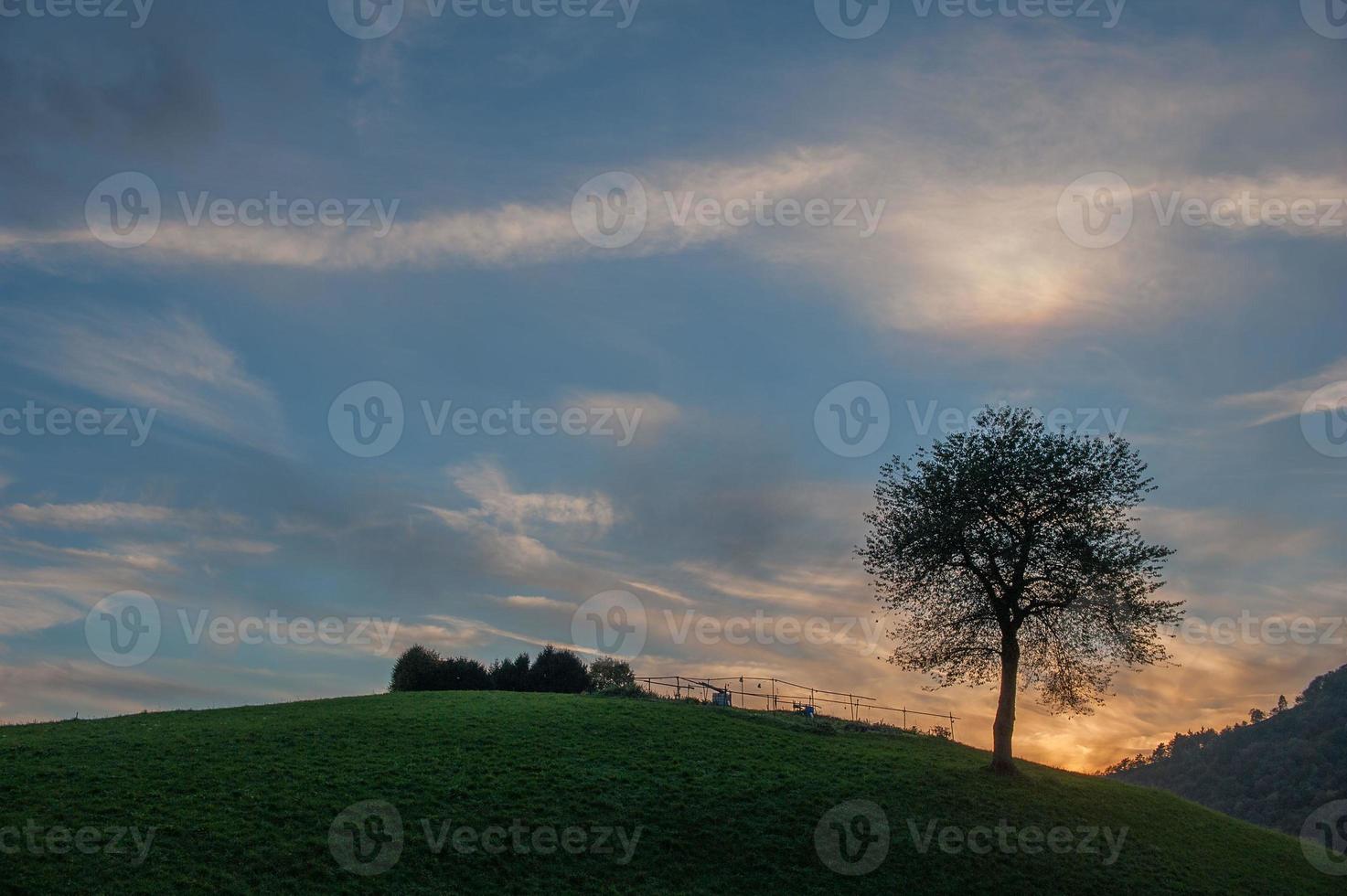 Tree at sunset photo