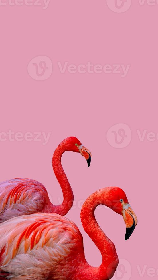Cover page with beautiful rosy flamingos isolated at solid pink background with copy space for text, closeup, details. Love, care, dating and glamour concept. photo